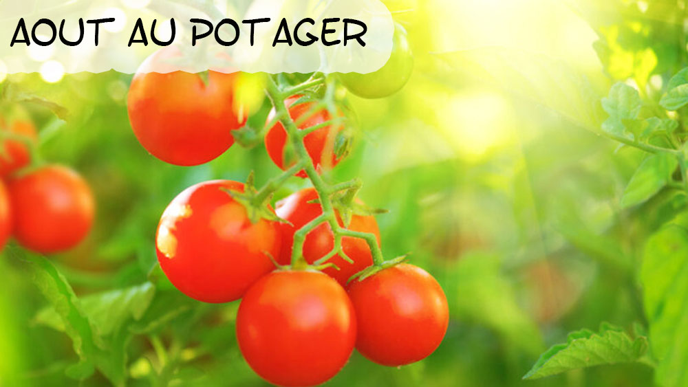 Aout au potager bio