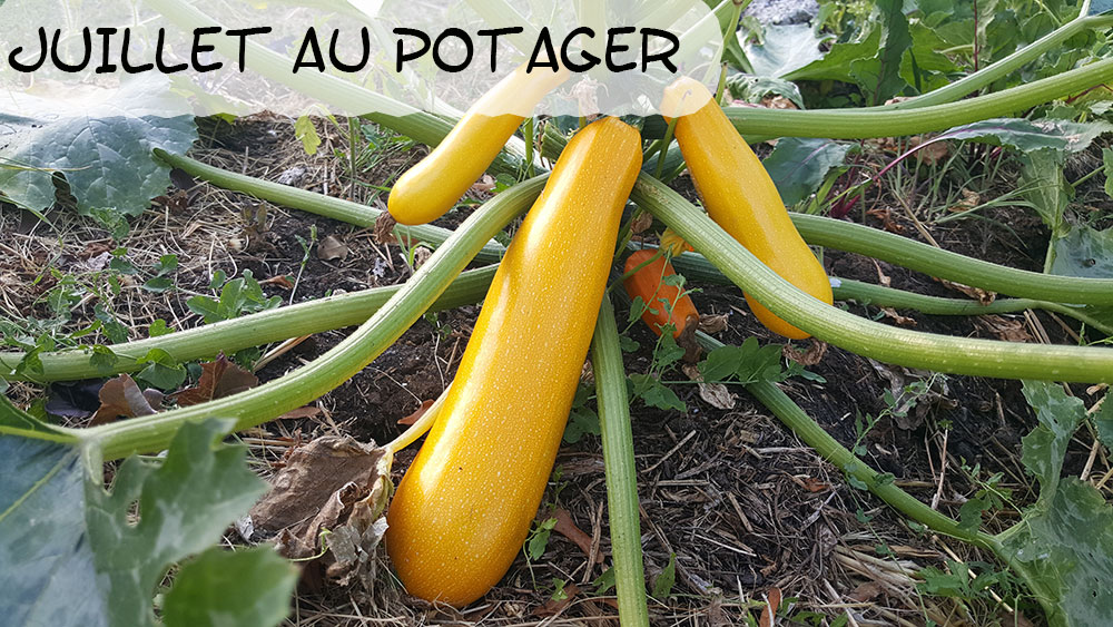 Juillet au potager bio