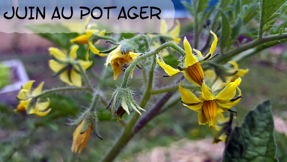 Juin au potager bio