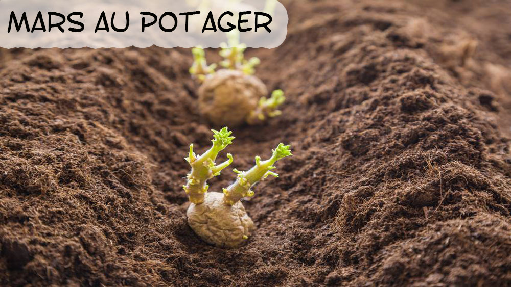 Mars au potager bio