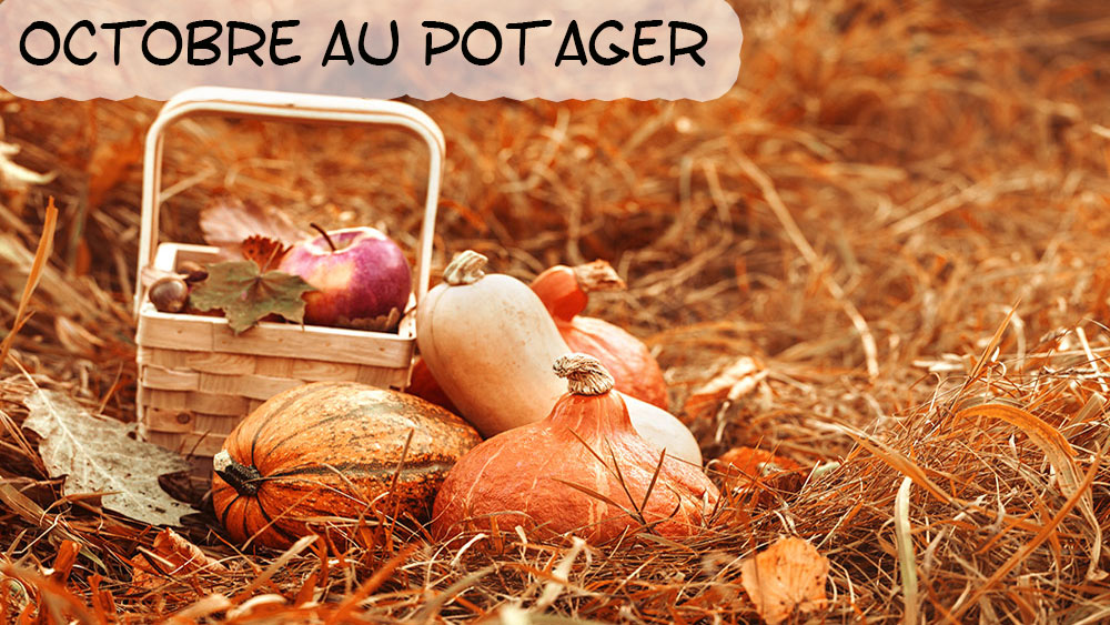 Octobre au potager bio