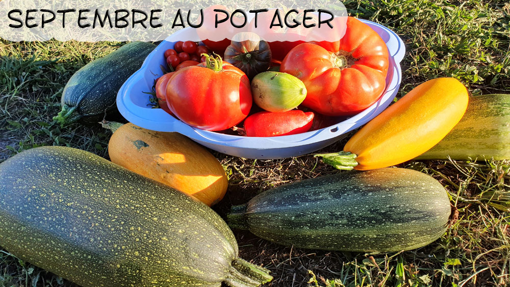 Septembre au potager bio