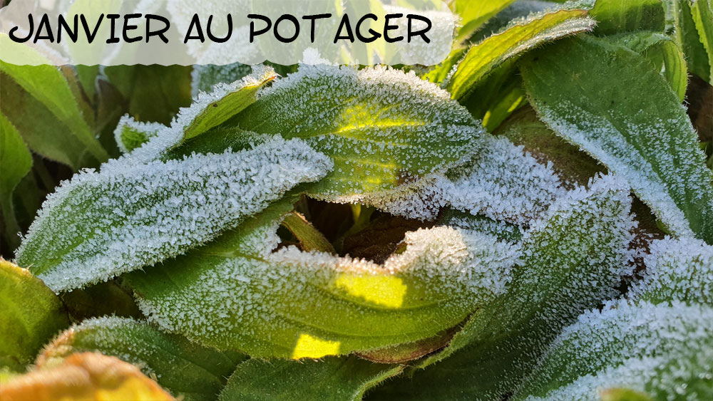 Janvier au potager bio