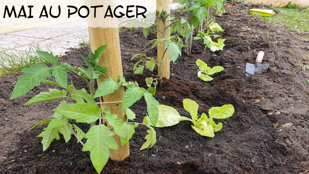 Mai au potager bio