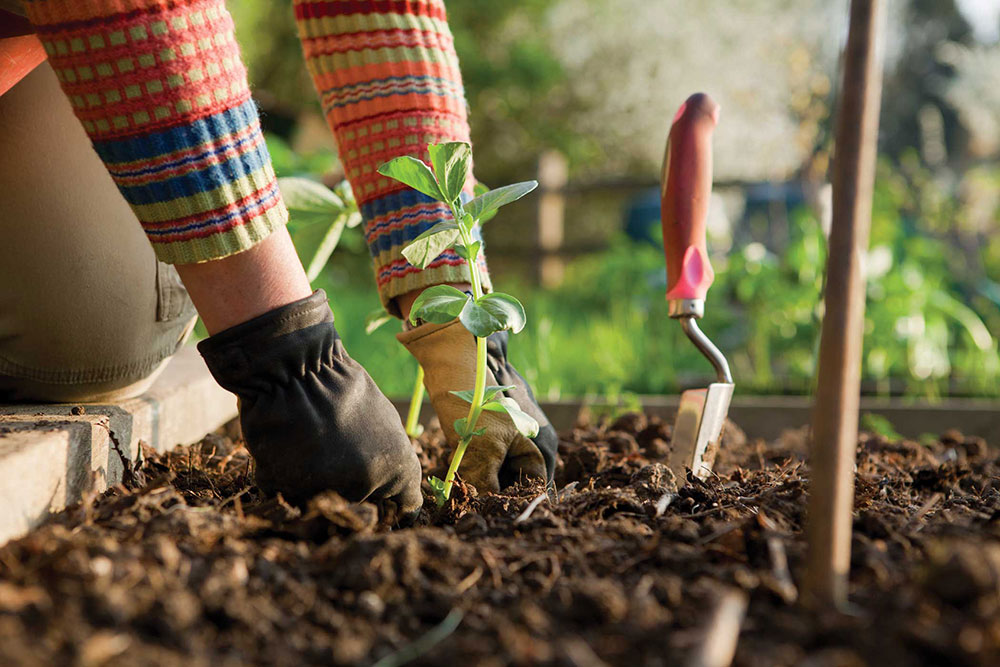 Outils De Jardinage Pour Démarrer Votre Petite Plante De Jardin