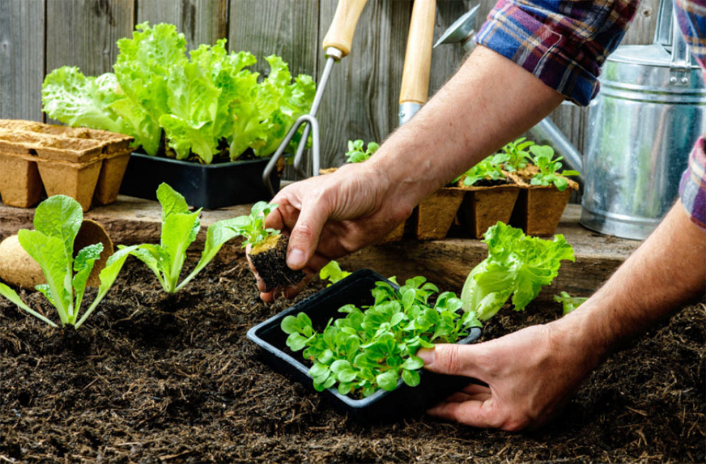 Nos conseils pour cultiver votre propre jardin bio - Rayons Verts