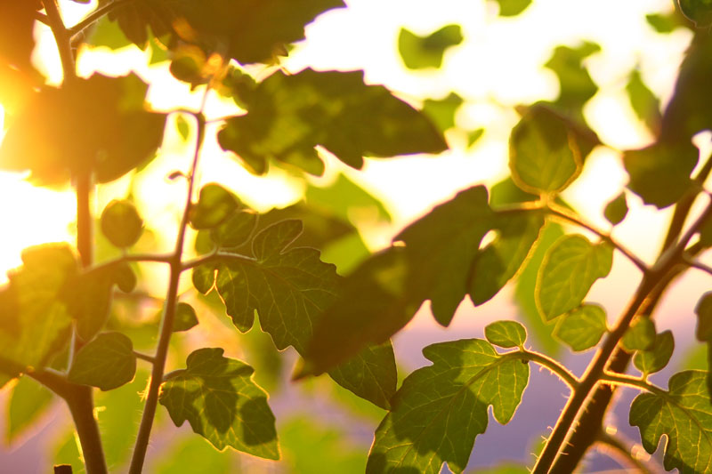 plantation soleil jardin potager bio