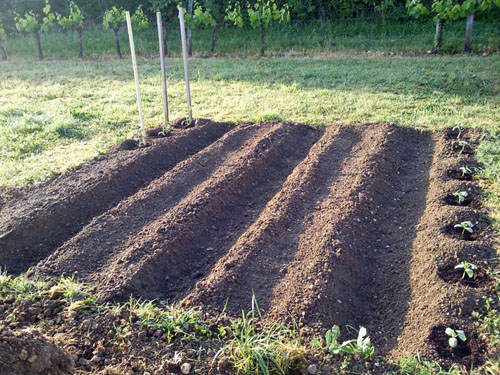 petite dimension jardin potager bio