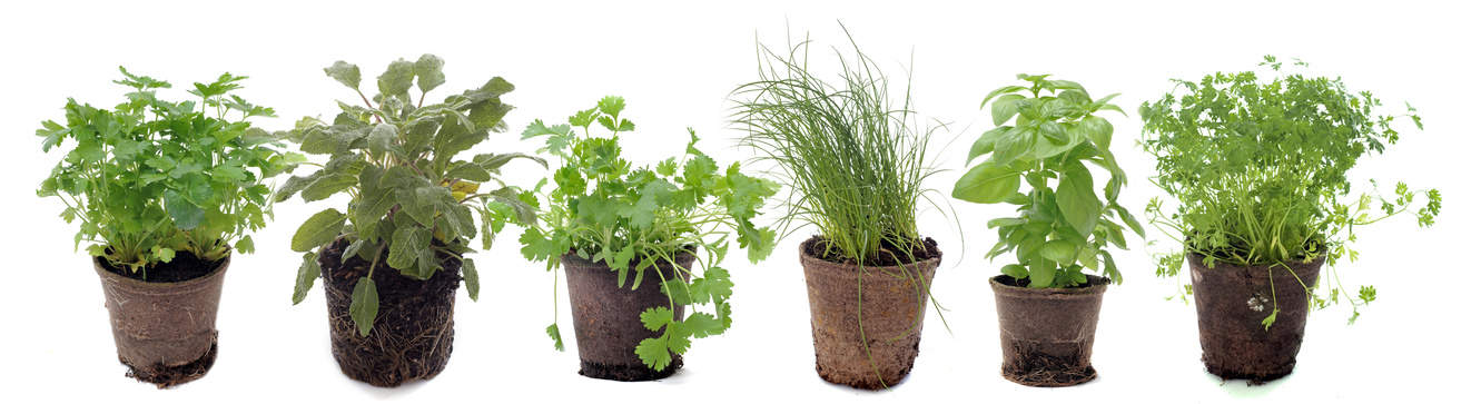 plantes aromatiques jardin potager bio