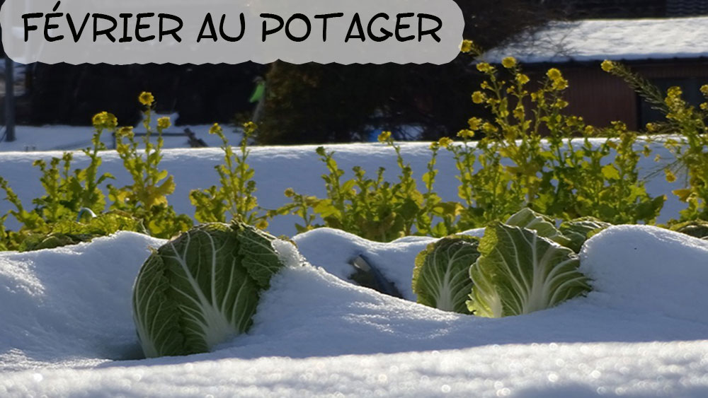 Petit Potager mois fevrier planter semer recolter