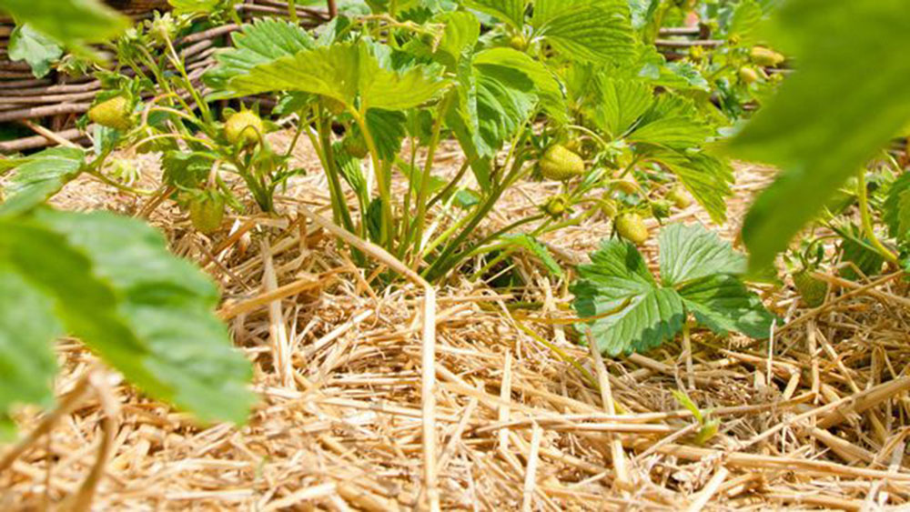 paillage jardin bio