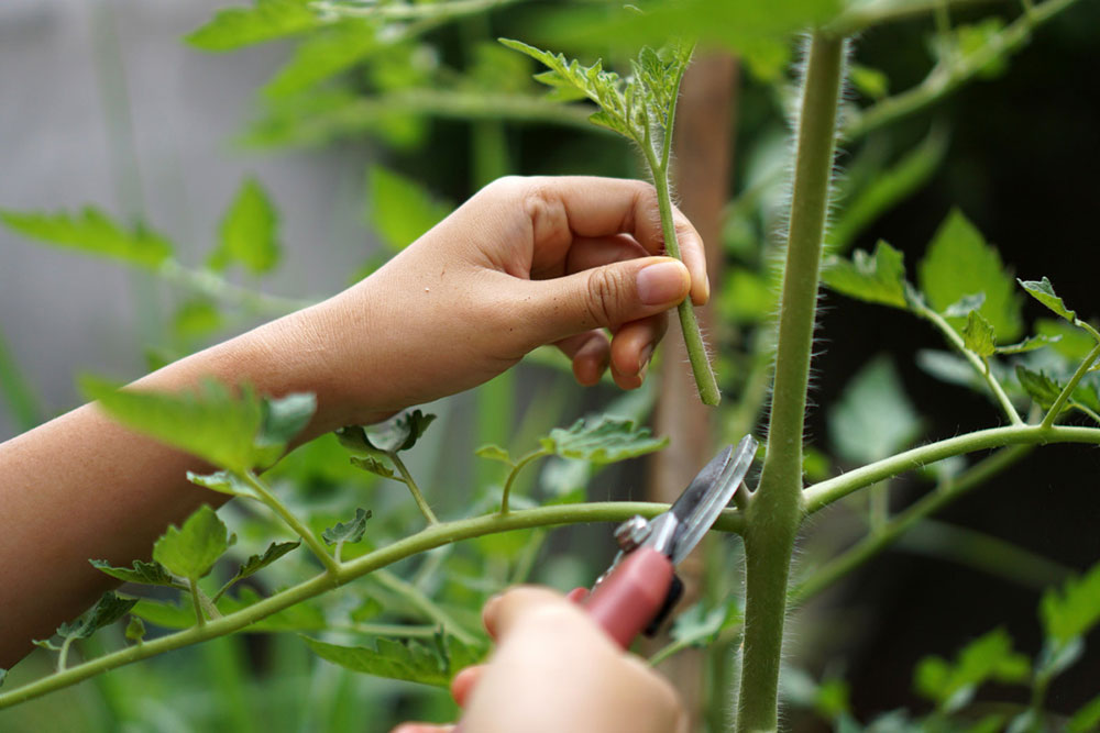 bouturer tomate couper gourmand petit potager bio