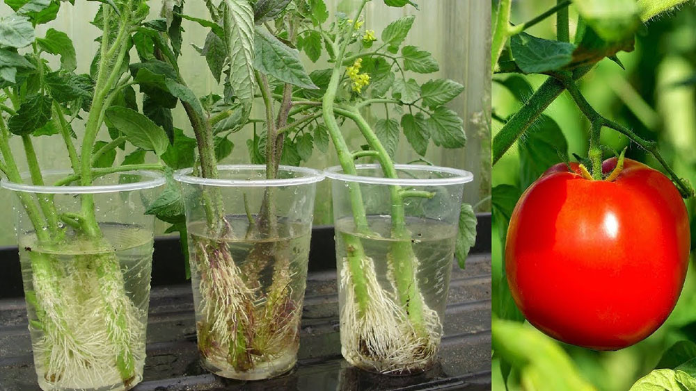 bouturer tomate raciner eau petit potager bio