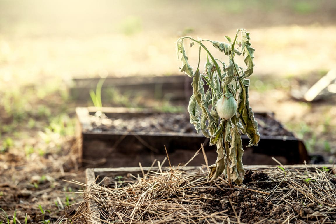 Petit Potager canicule effets