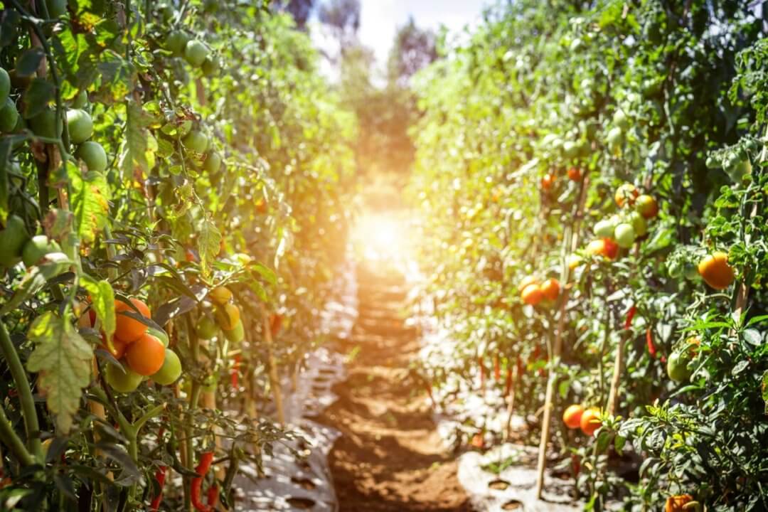 Petit Potager Canicule Tomate