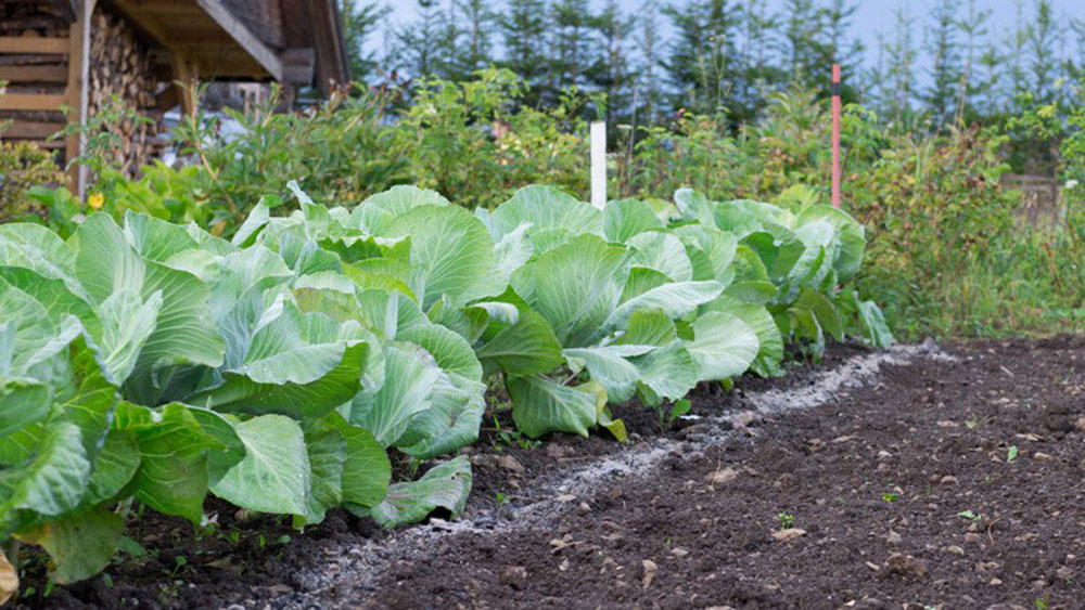 cendres bois barrage limaces petit potager bio