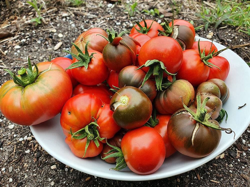 Comment récolter ses graines de tomates en 7 étapes - Petit