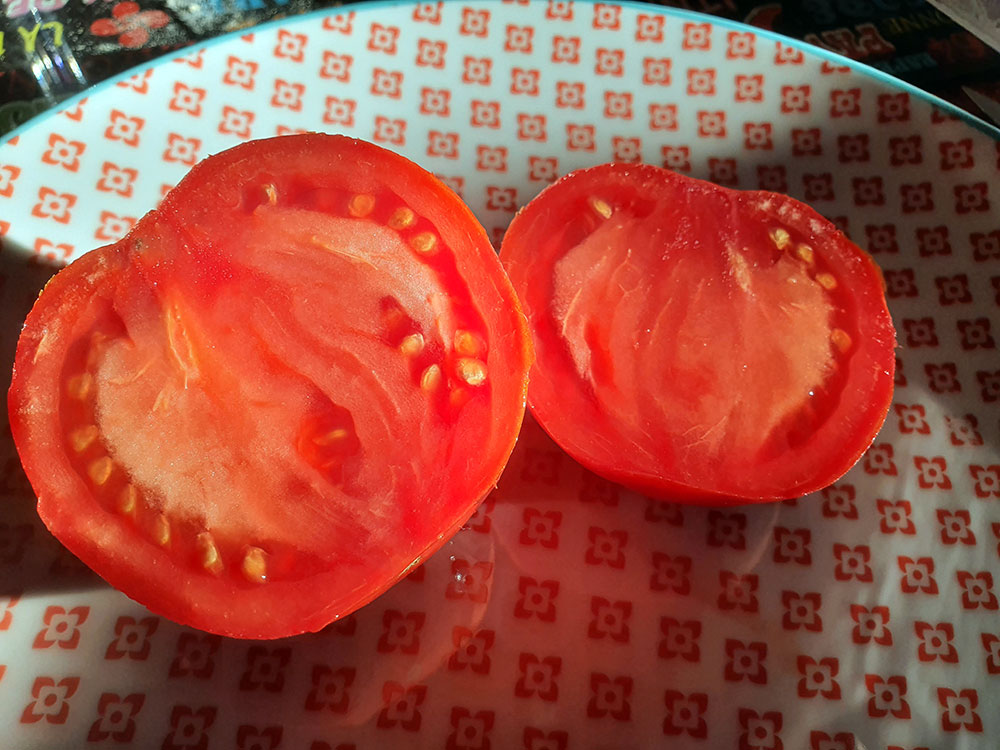 La récolte et la conservation des graines de tomates