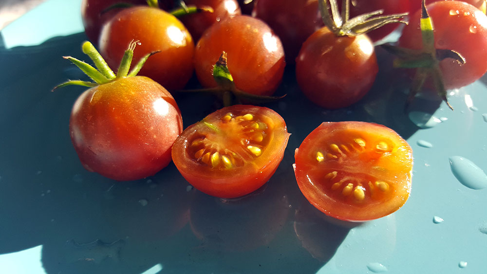 Comment récolter des graines de tomates - Au four & au moulin