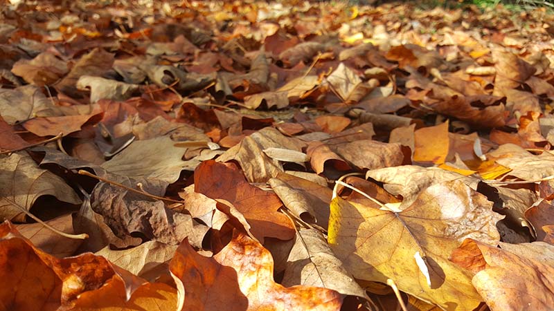 petit potager astuces feuilles mortes