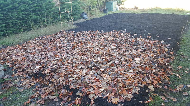 petit potager astuces feuilles mortes couvrir