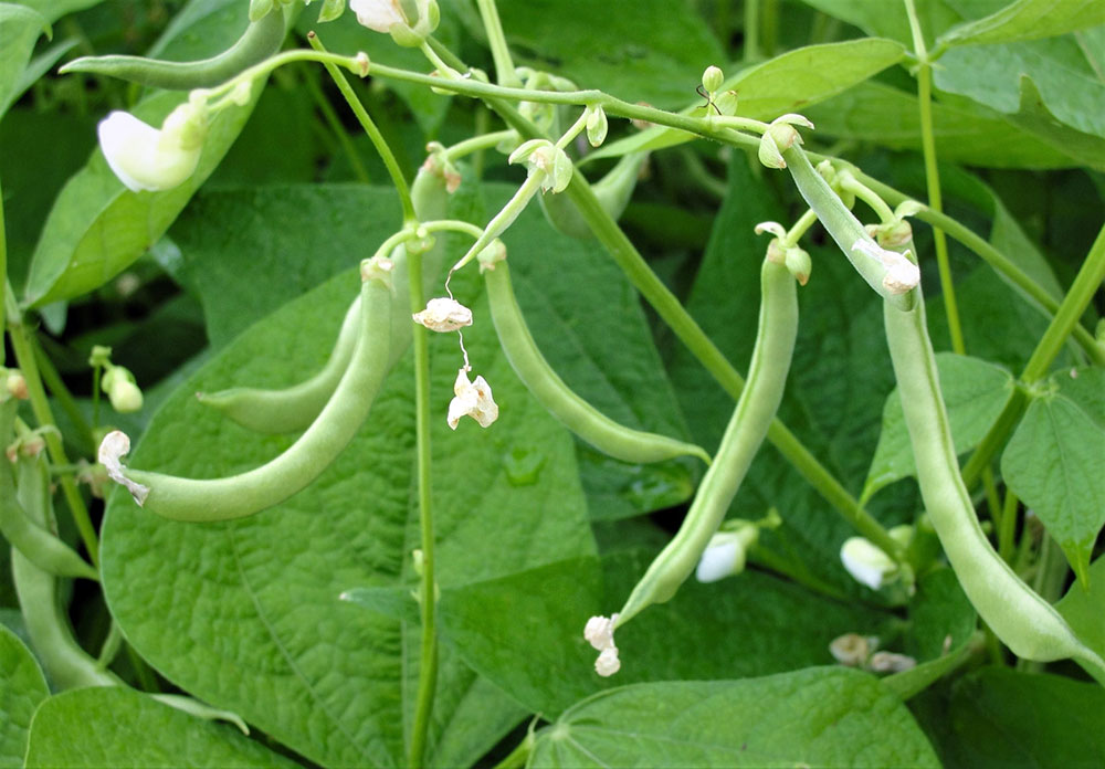 haricots verts petit potager