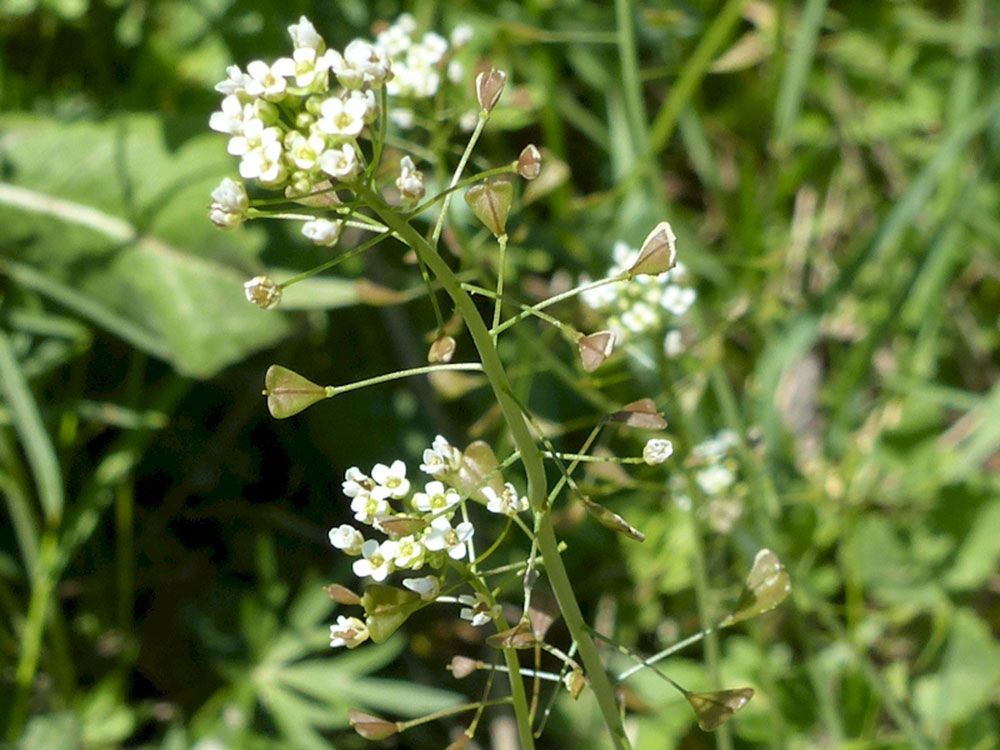 mauvaises herbes bourse a pasteur blanc petit potager bio 