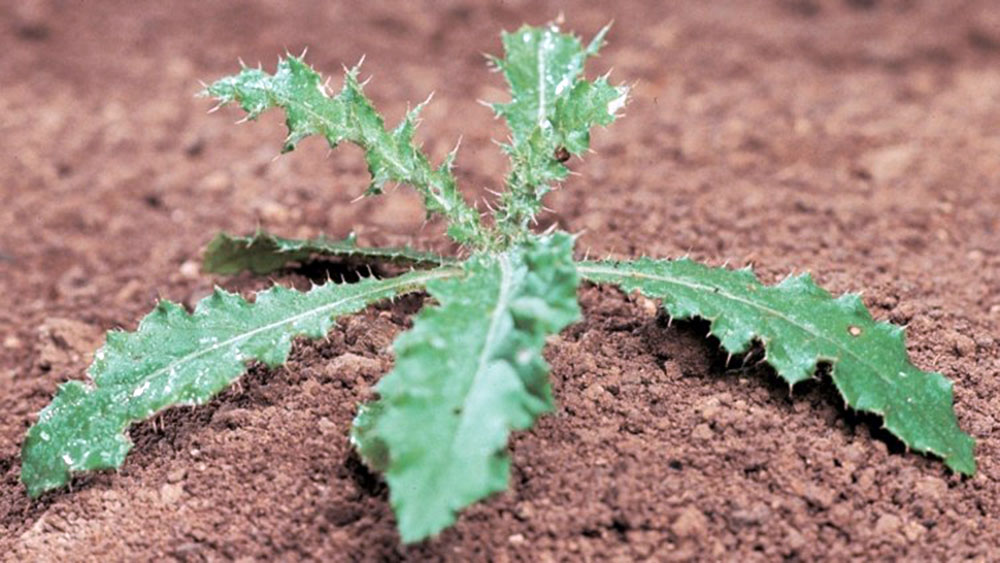 mauvaises herbes chardon petit potager bio 