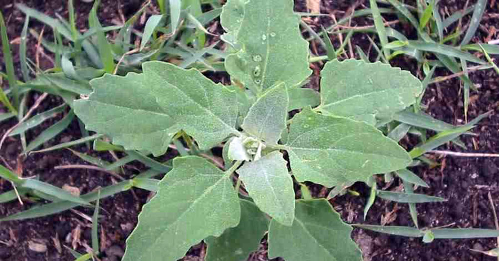 mauvaises herbes chenopode blanc petit potager bio 