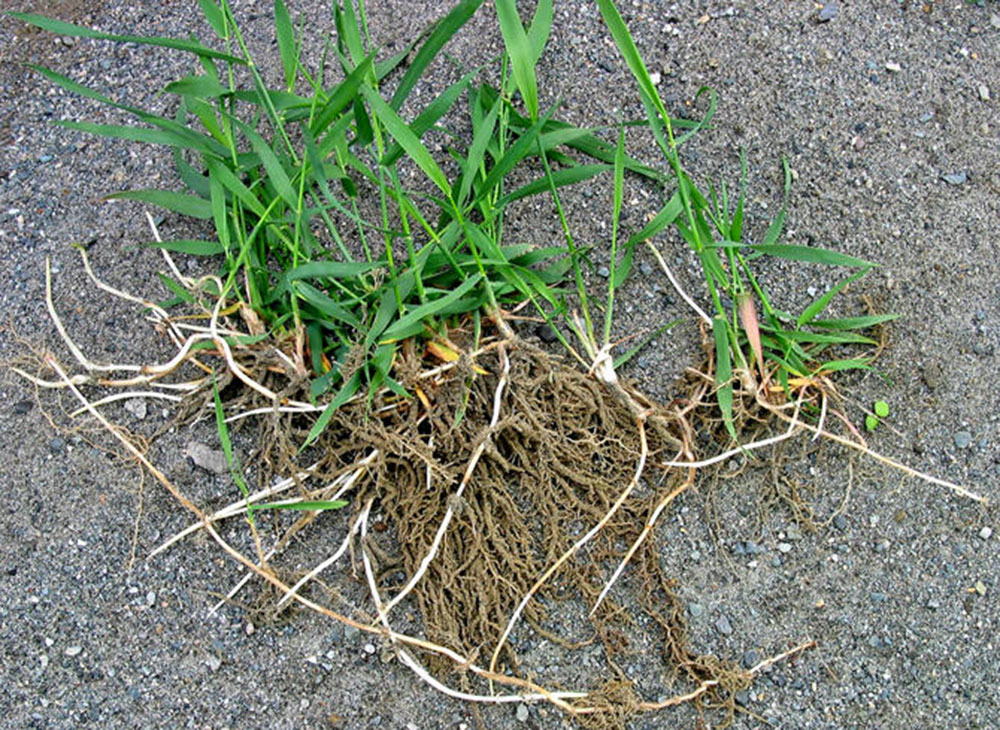 mauvaises herbes chiendent petit potager bio 