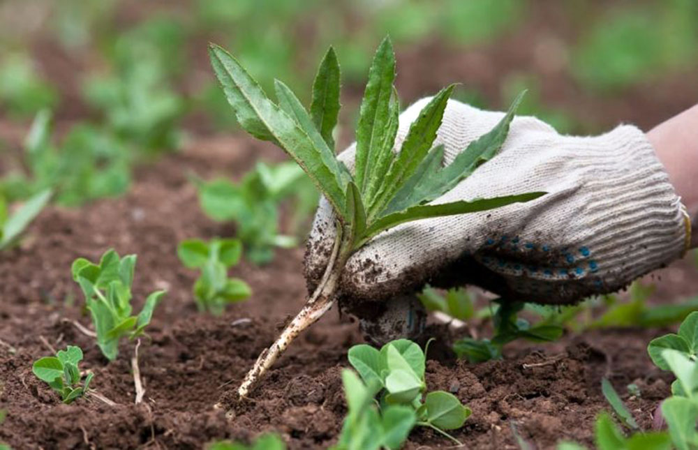 mauvaises herbes desherber tot petit potager bio 