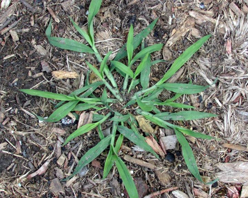 mauvaises herbes digitaire petit potager bio 