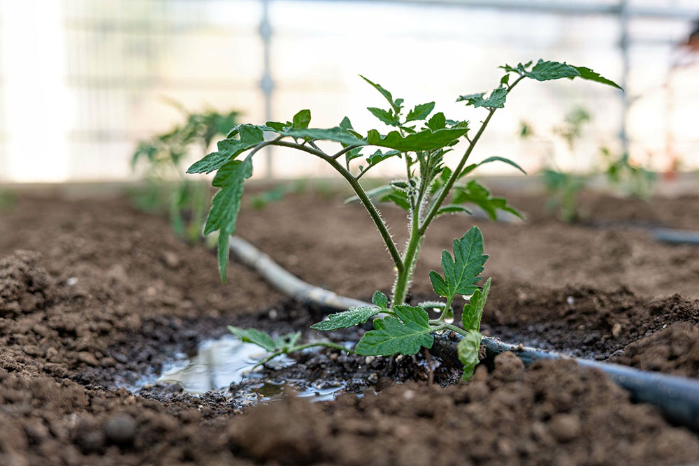 mauvaises herbes goutte a goutte petit potager bio 