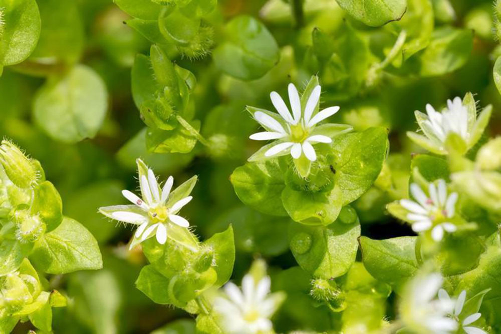 mauvaises herbes mourons oiseaux petit potager bio 