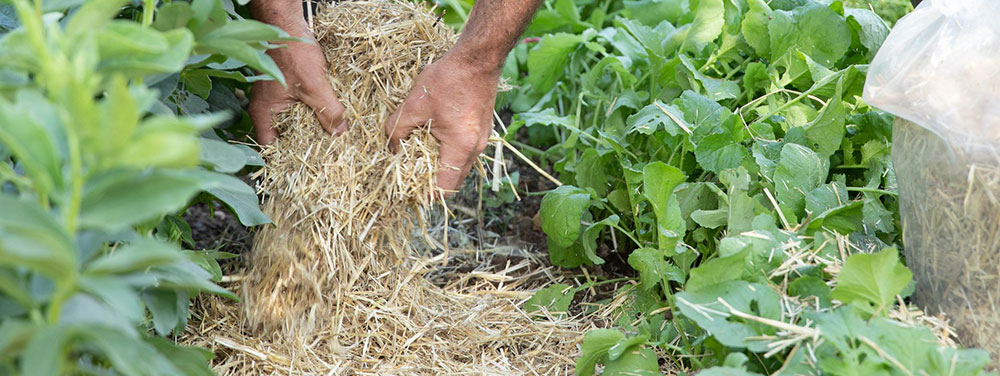 mauvaises herbes paillage petit potager bio 