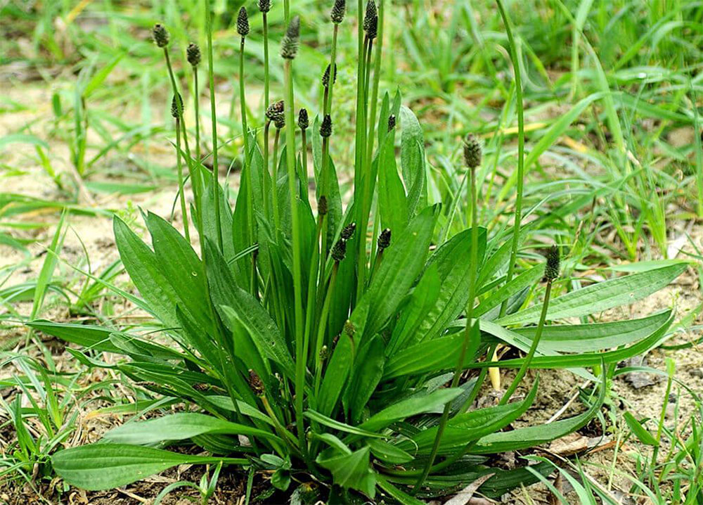 mauvaises herbes plantain lanceole petit potager bio 