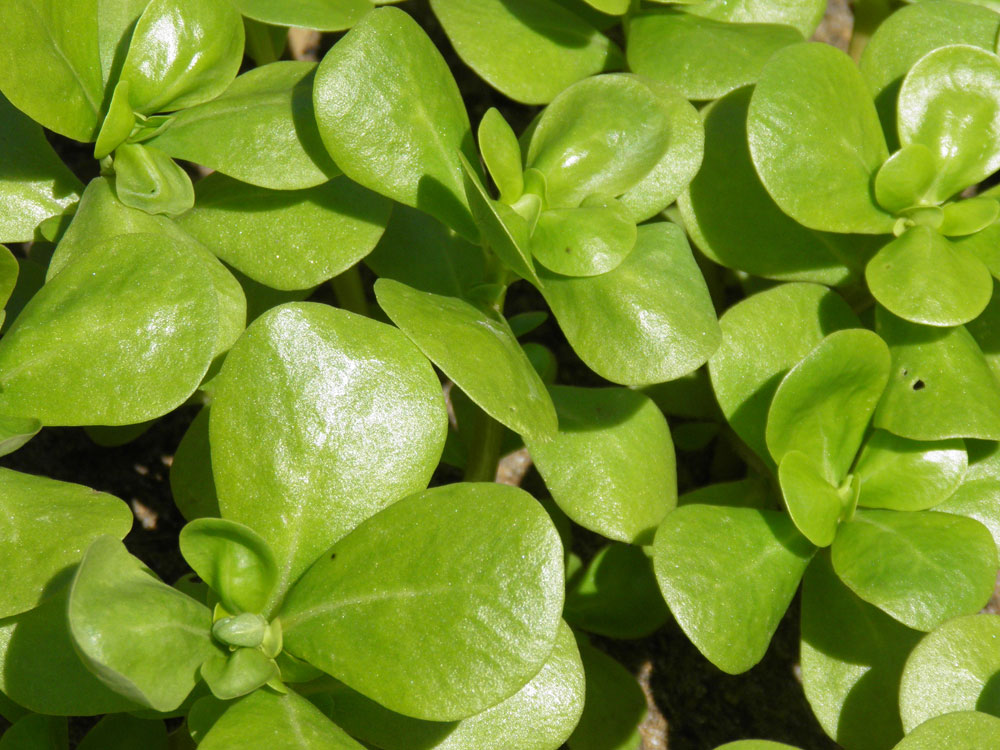 mauvaises herbes pourpier petit potager bio 