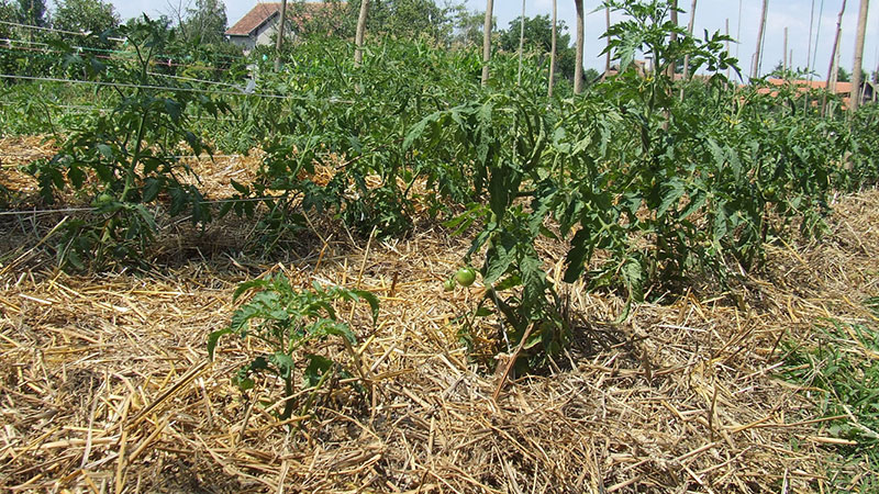 petit potager mulch paille