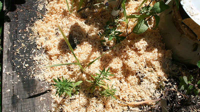 petit potager mulch sciure