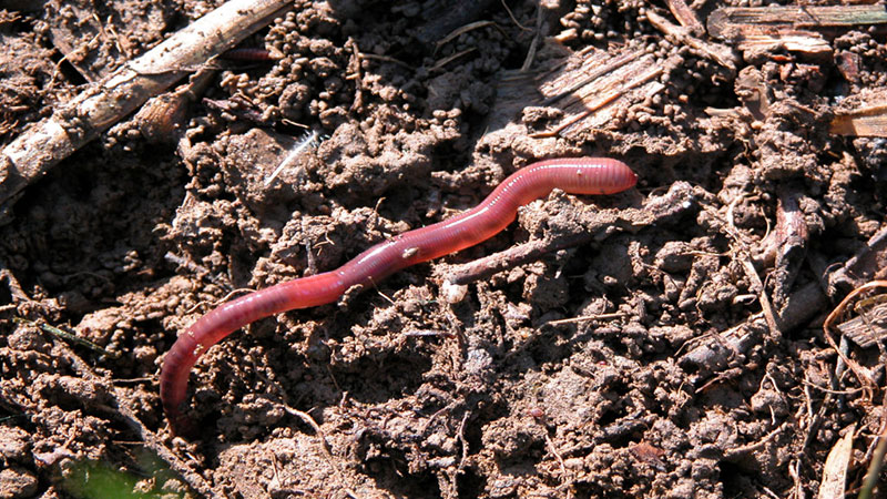 petit potager mulch ver