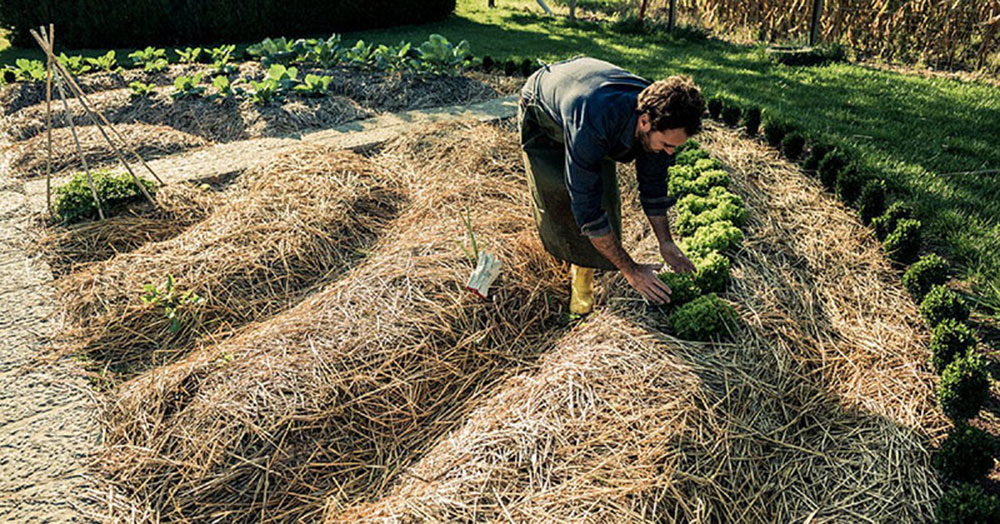 petit potager permaculure 3