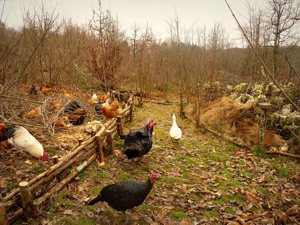 petit potager permaculure poules