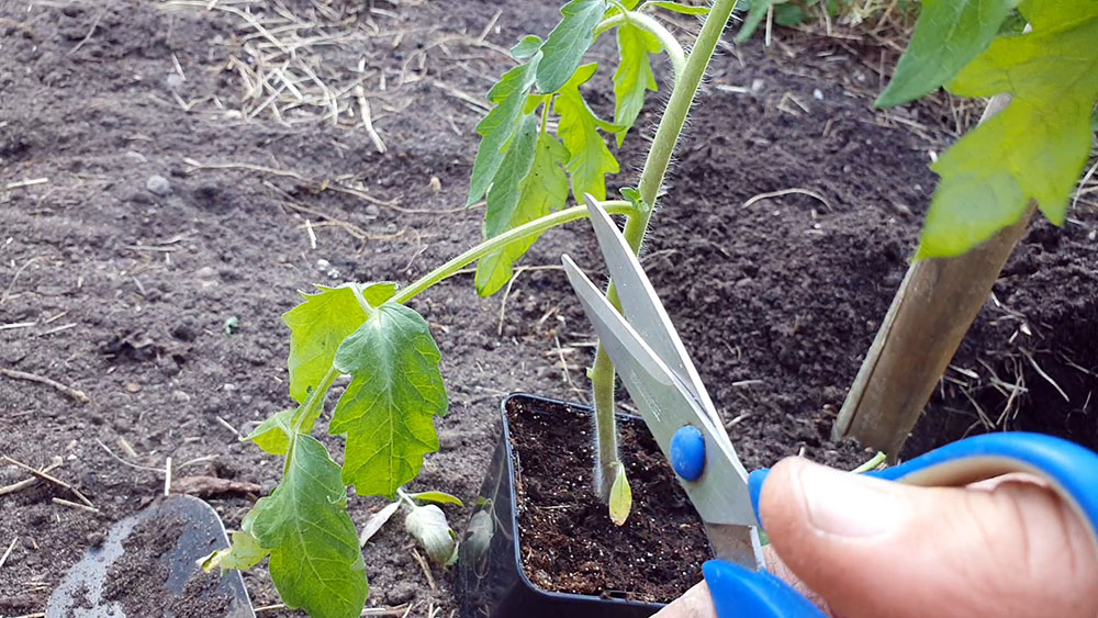 planter tomates couper tiges petit potager