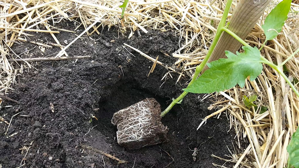 planter tomates placer plant petit potager