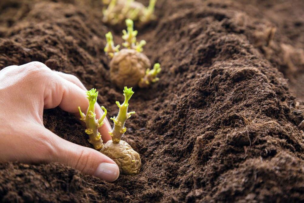 pommes de terre comment cultiver planter plantation petit potager bio