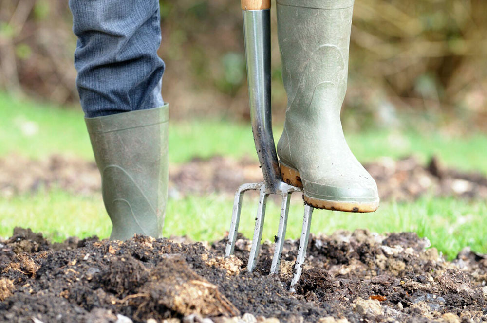 pommes de terre comment cultiver planter aerer sol petit potager bio