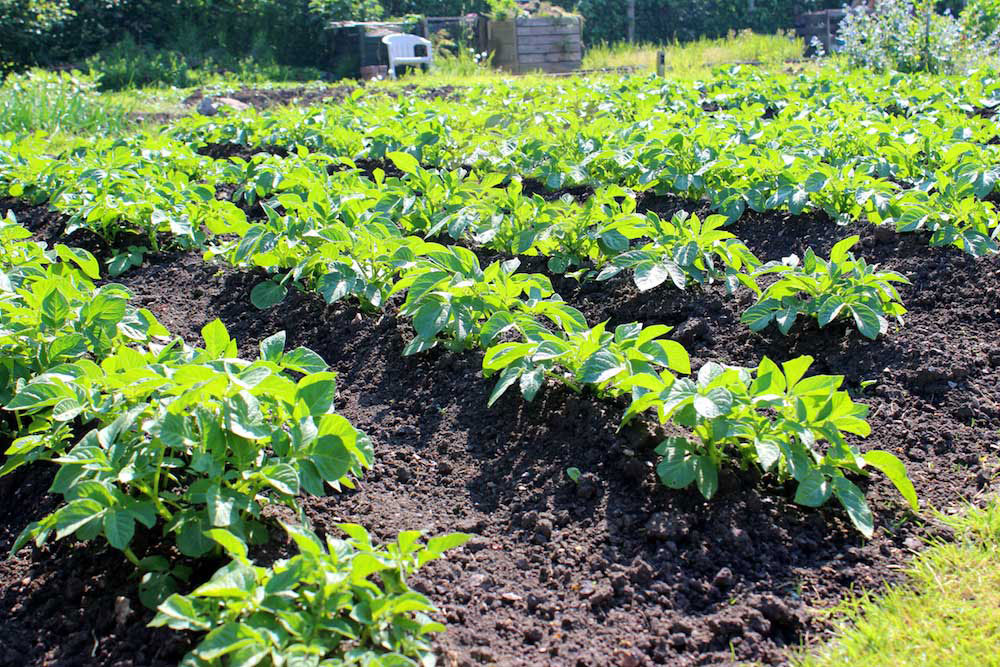 pommes de terre comment cultiver planter espacement petit potager bio
