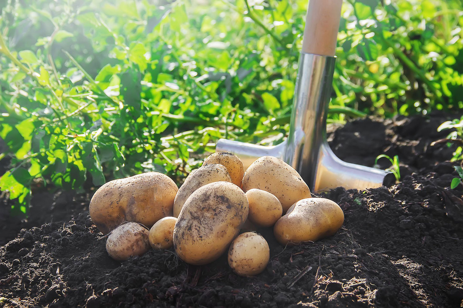 pommes de terre comment cultiver planter petit potager bio