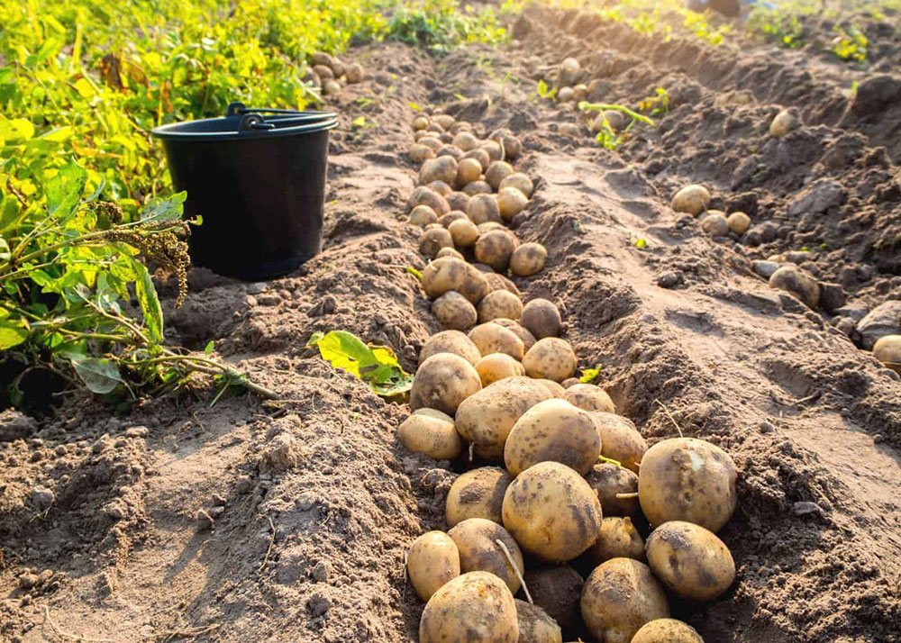 pommes de terre comment cultiver planter recolte petit potager bio