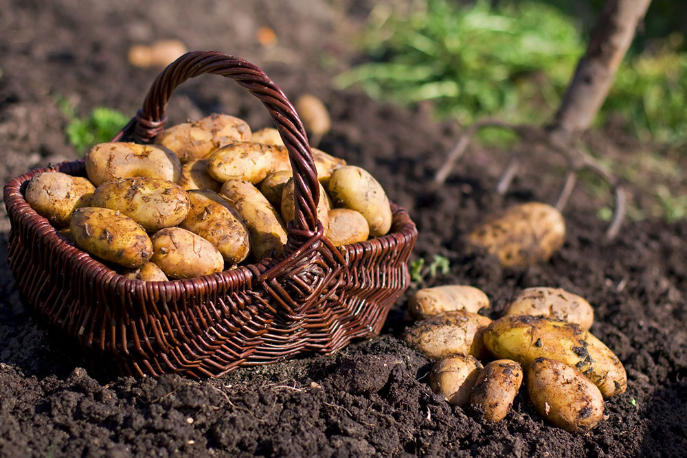 pommes de terre comment cultiver planter recolter petit potager bio